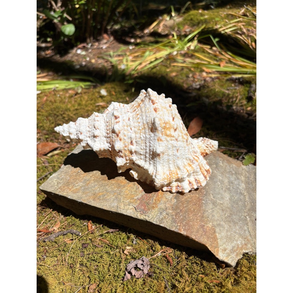 Bursa Bubo Frog Seashell Natural White Nautical Coastal Beach Decor 8 inch